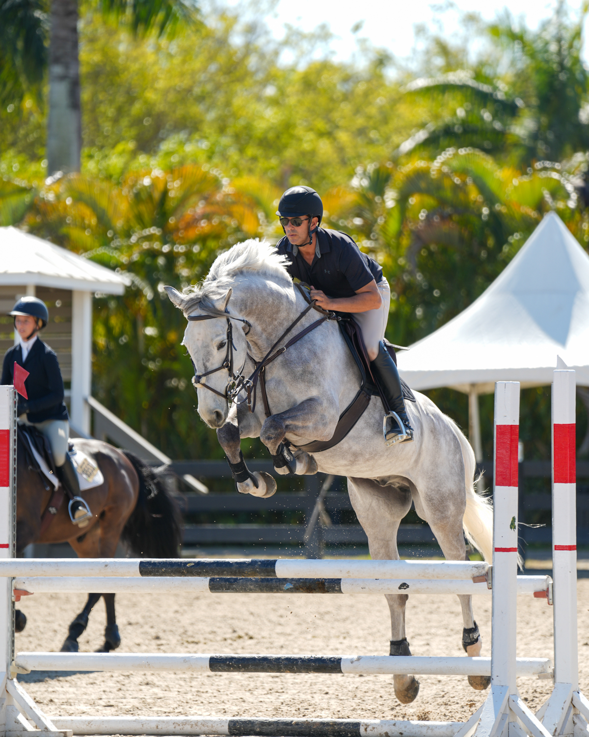 A sales horse filmed moving freely for a sale video