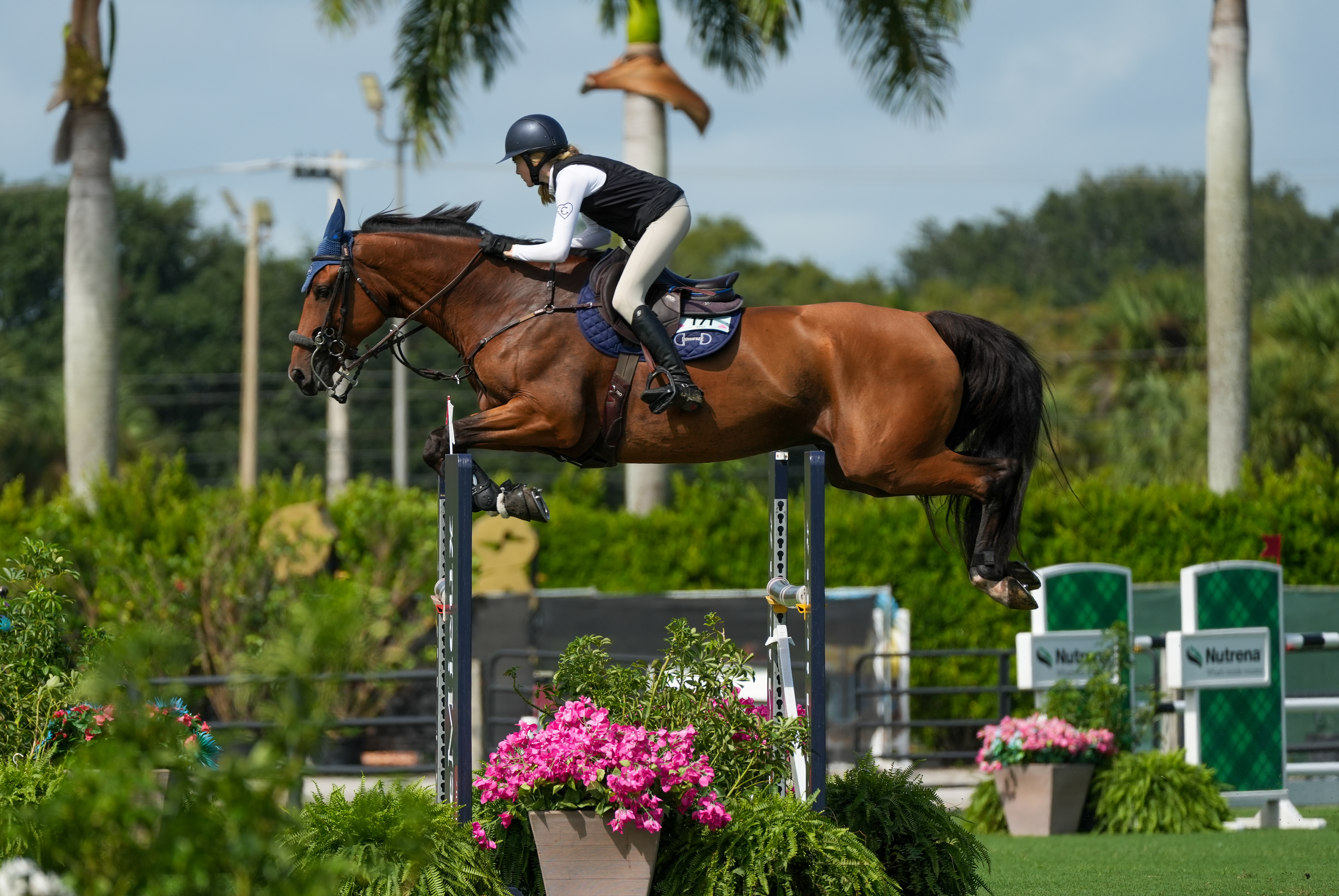 Horse at liberty in motion