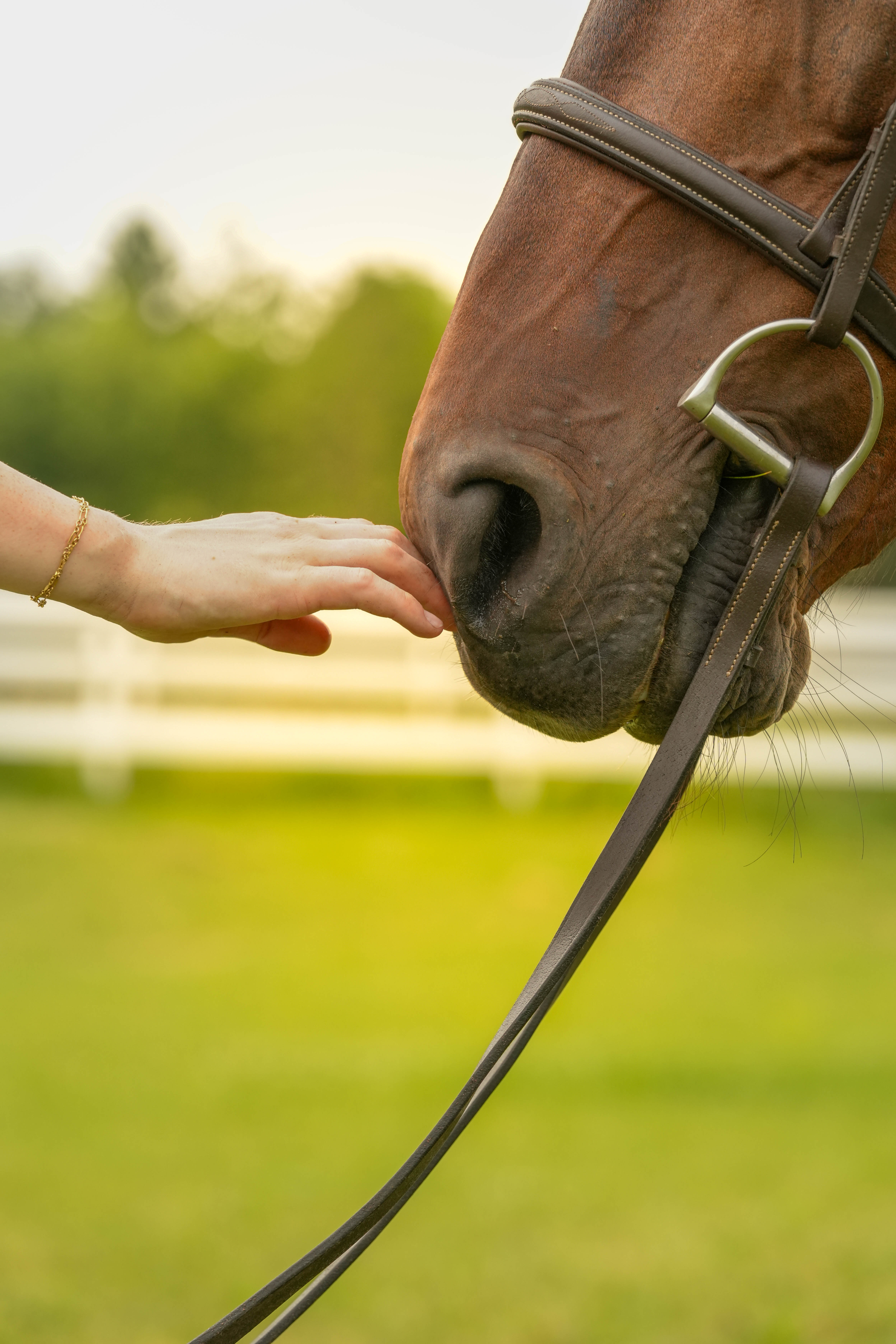 A horse presented in hand at a Wellington barn