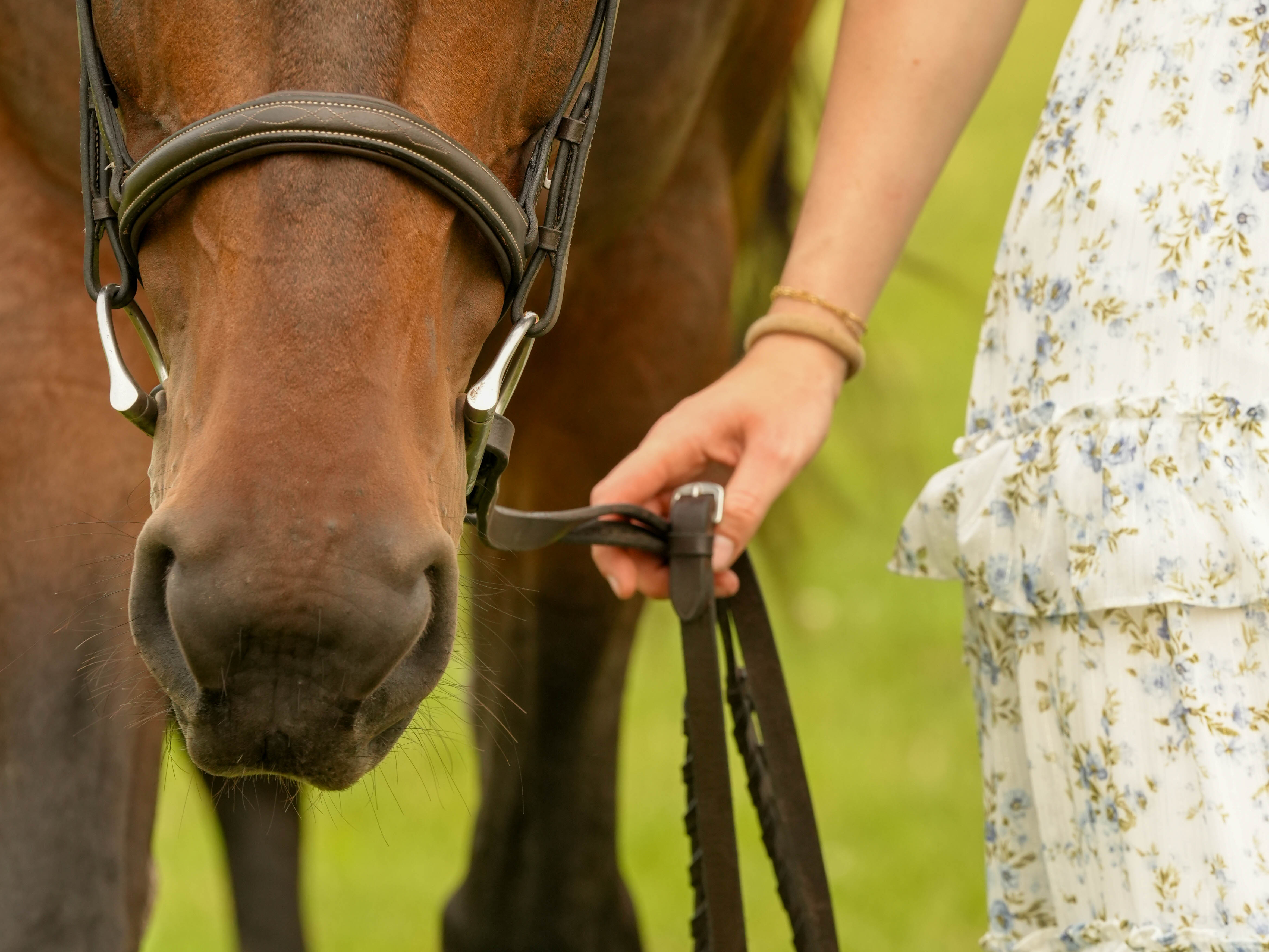 A horse and rider in early morning light in Wellington, Florida
