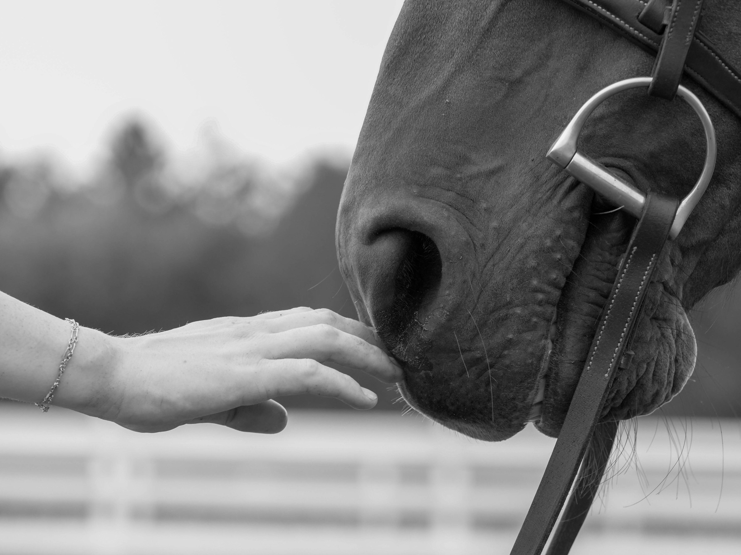 Detail of hands and horse's muzzle