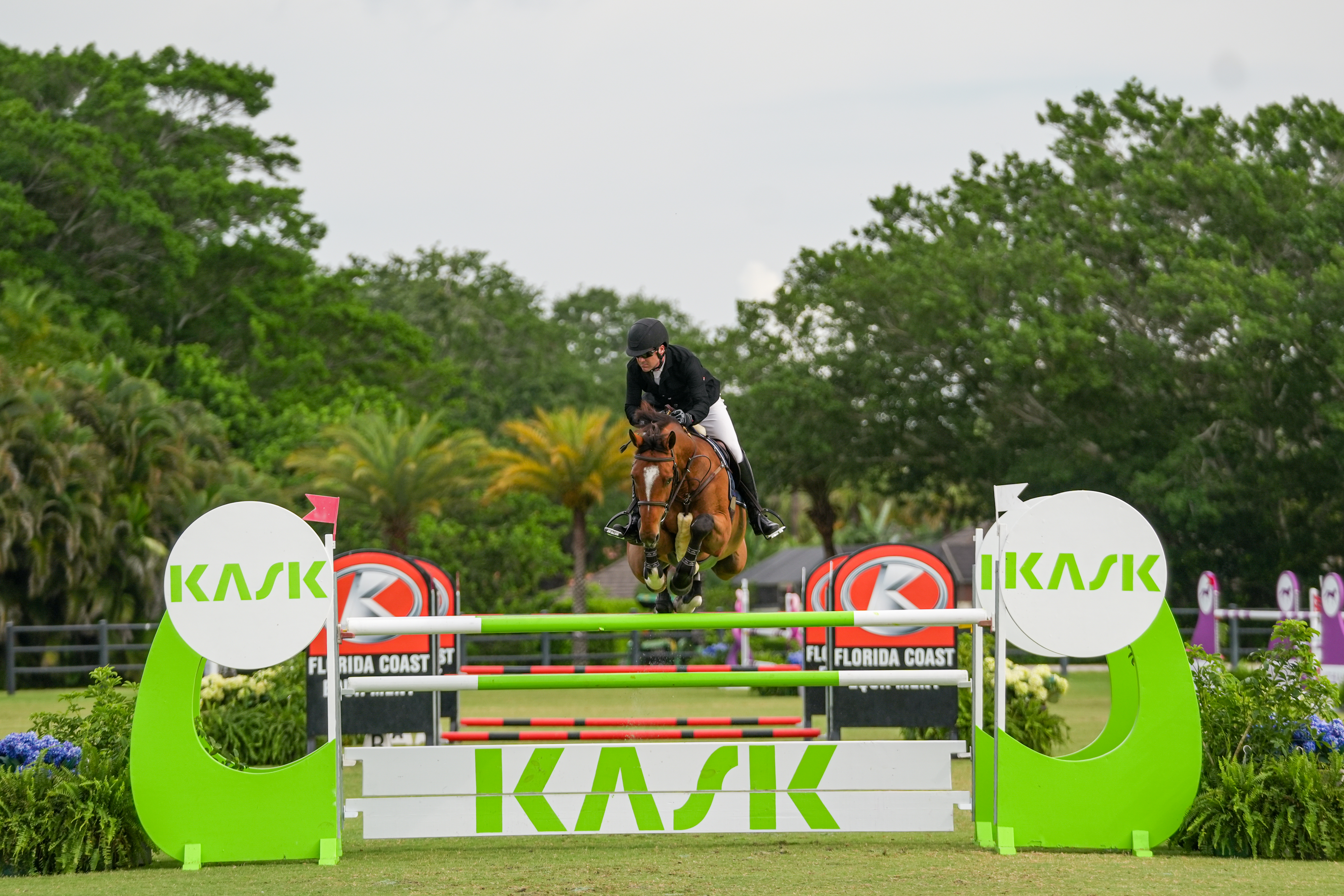 Equestrian photography — a horse presented in hand