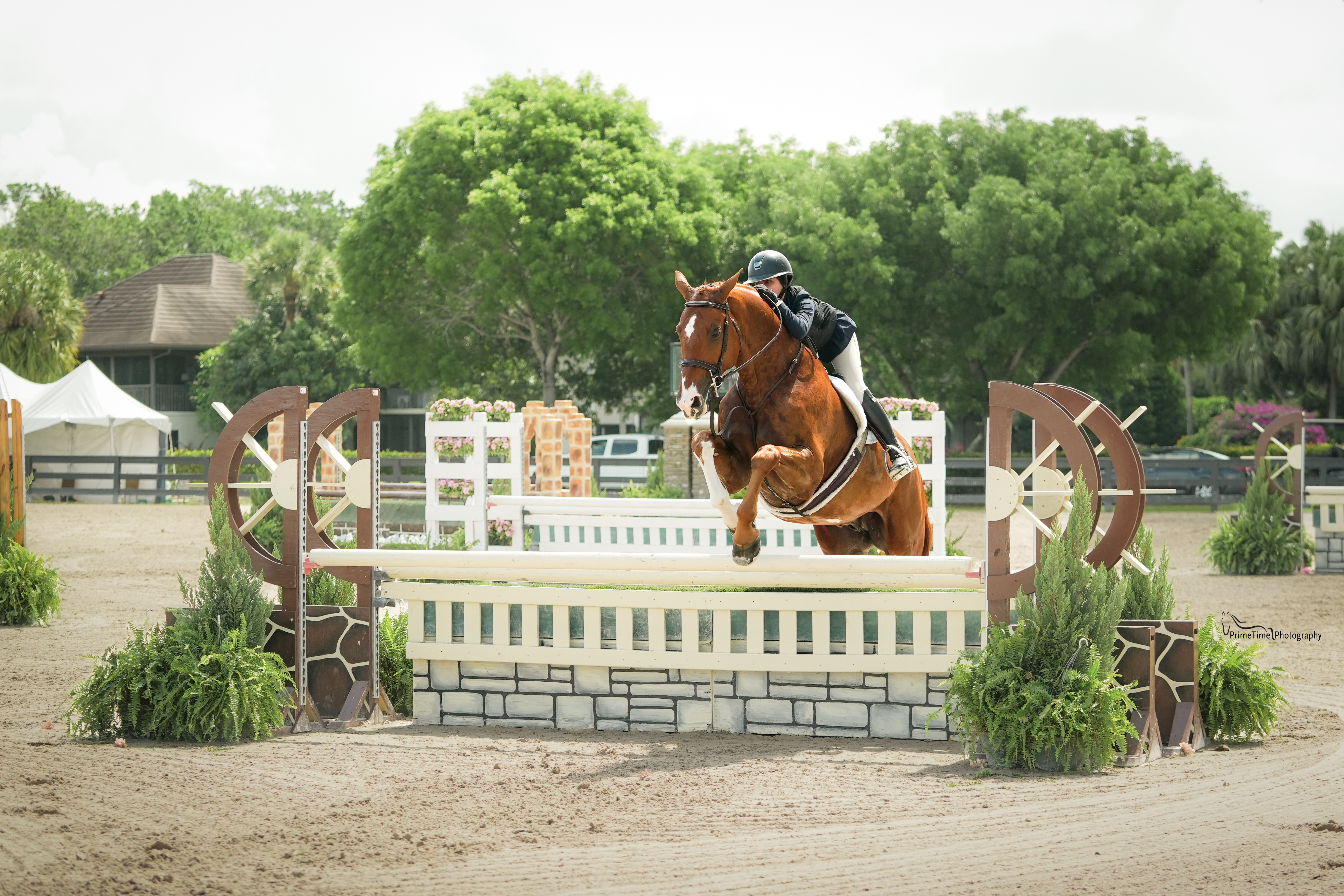 Horse at liberty in motion