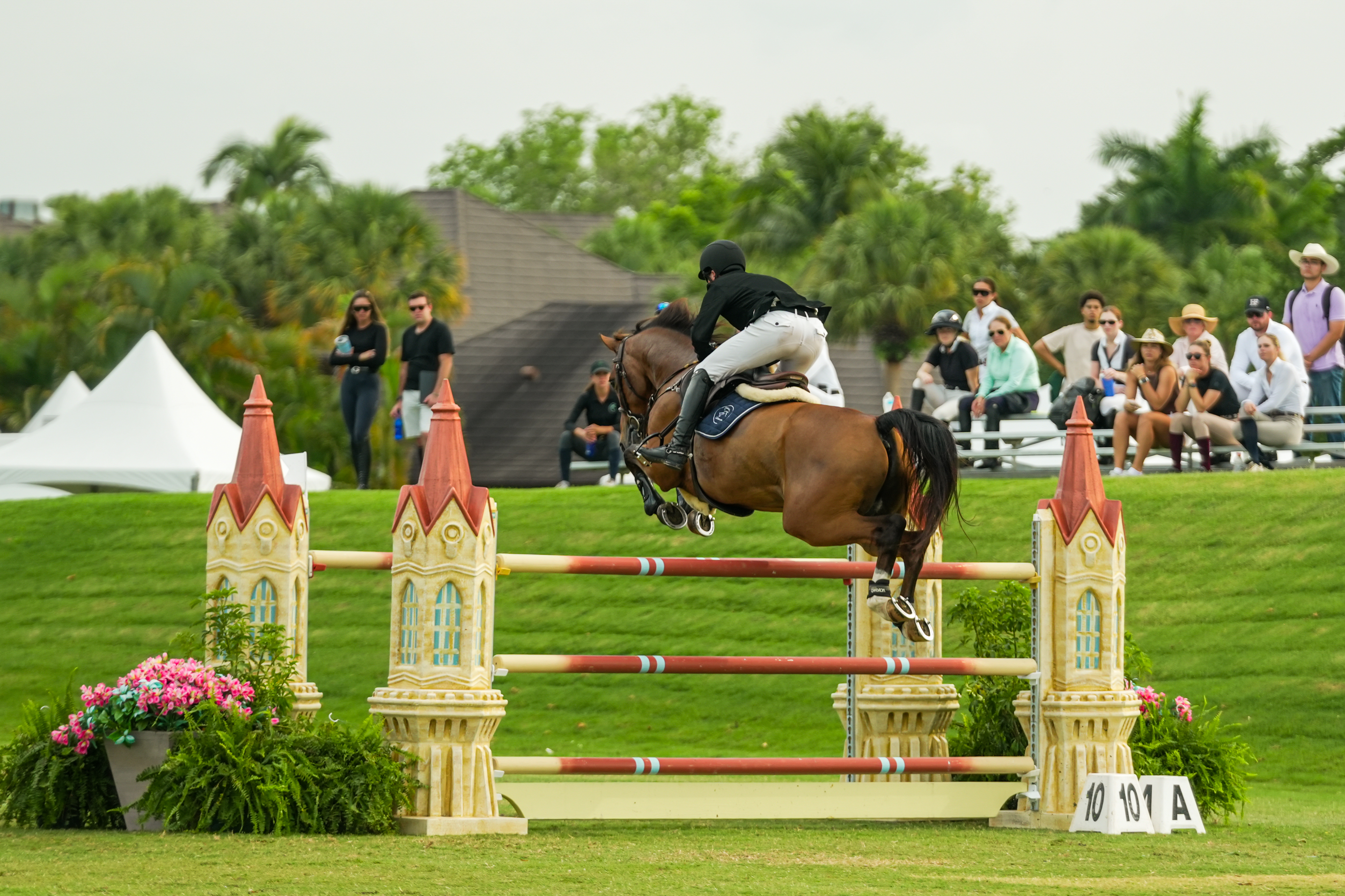 A sale horse being filmed for a sales video, moving freely at the trot